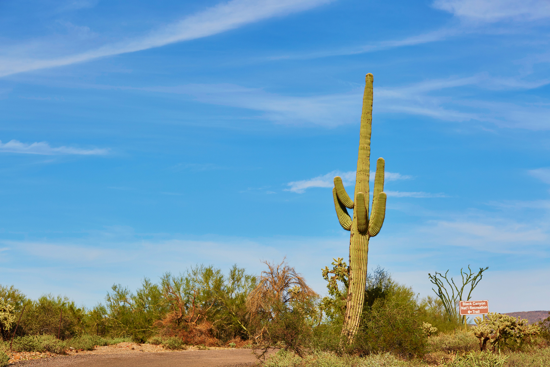 Giant Cactus in Arizona 